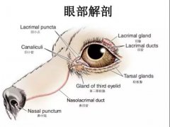 狗狗眼里常含淚水，是為愛感動嗎？