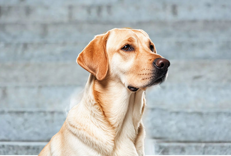 拉布拉多犬好養(yǎng)嗎？看完它的優(yōu)缺點(diǎn)你就知道了