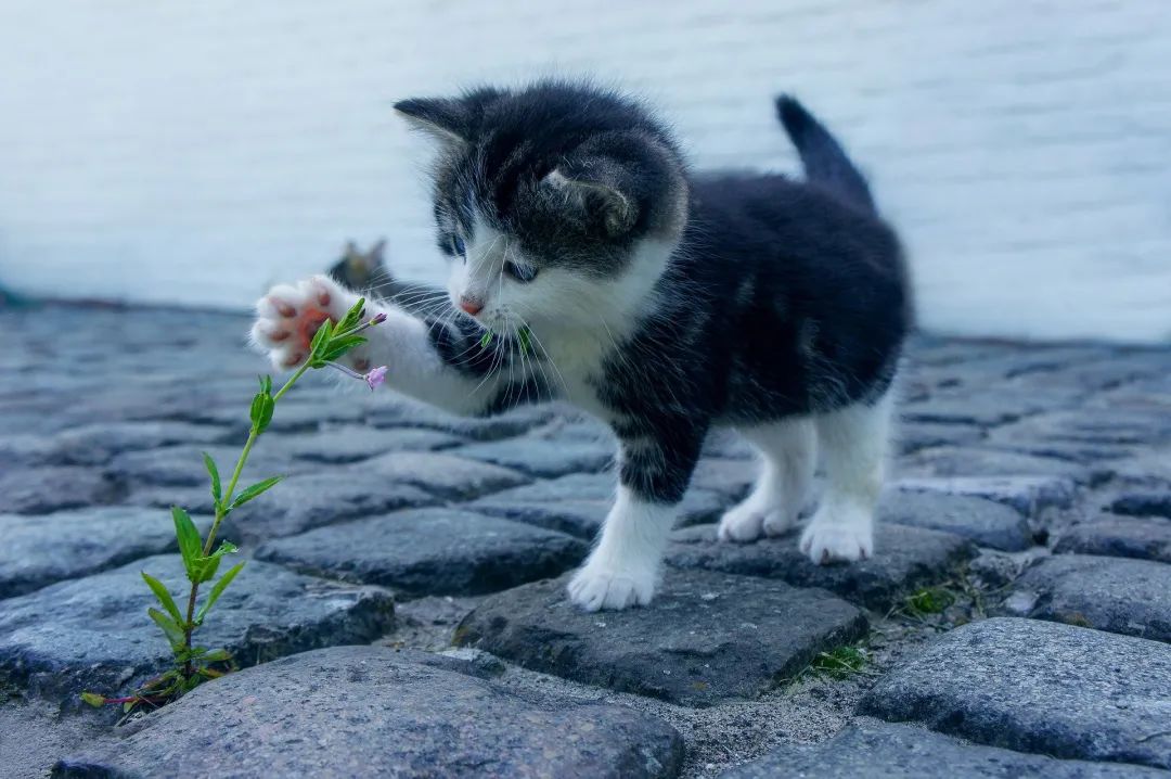 華興寵物